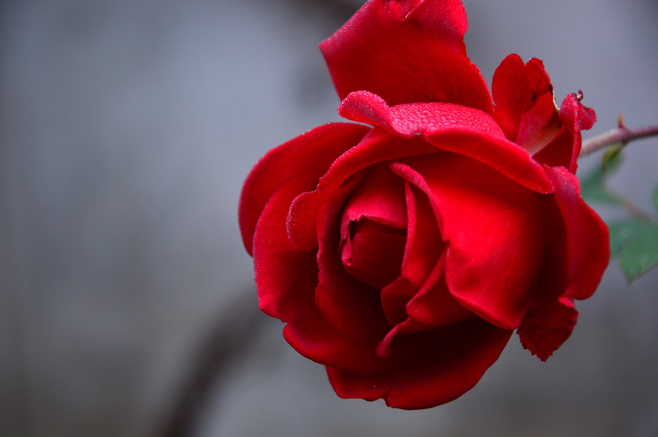 rose, blossom, bloom
