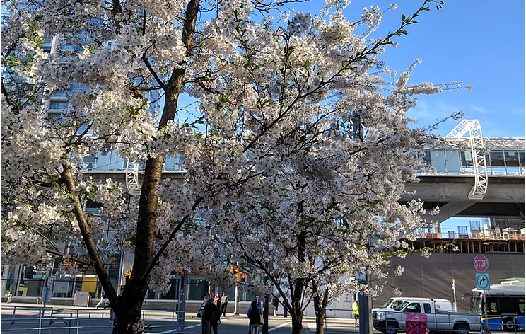 バンクーバーの桜
