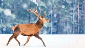 discover the winter wildlife of canada where to view them[1]