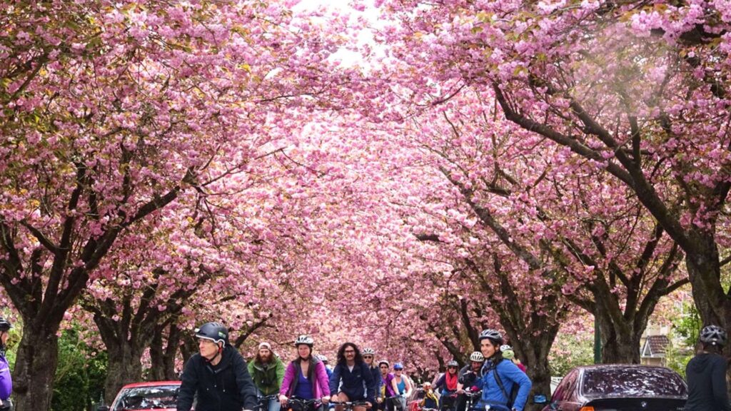 spring blossoms in vancouver the 2024 cherry blossom festival[1]