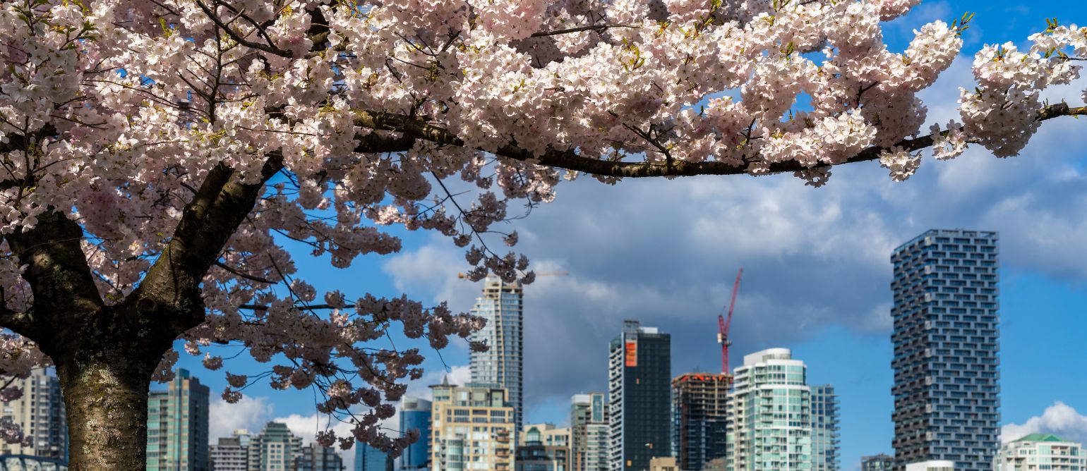 バンクーバーの桜